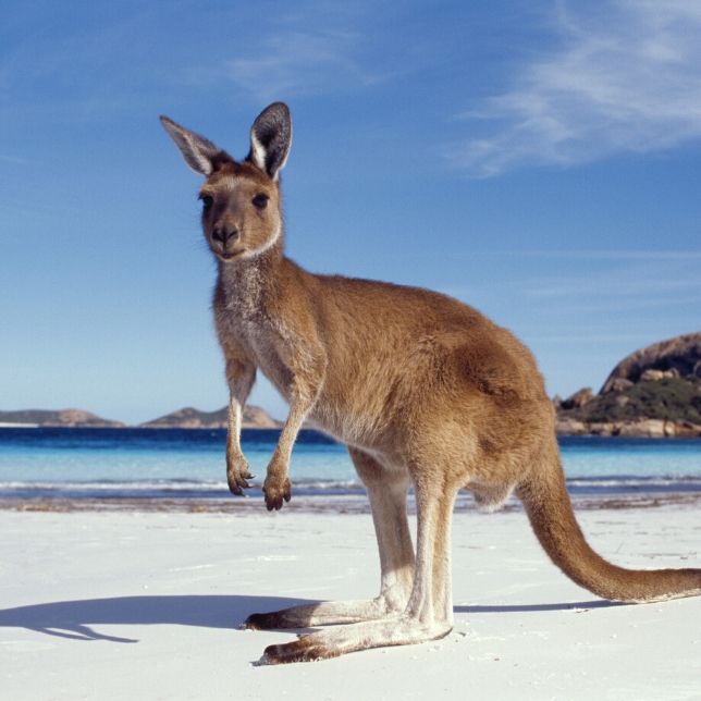 kangaroo on beach in australia