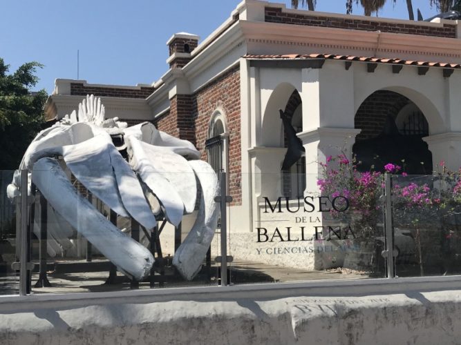 Museo de la Ballena