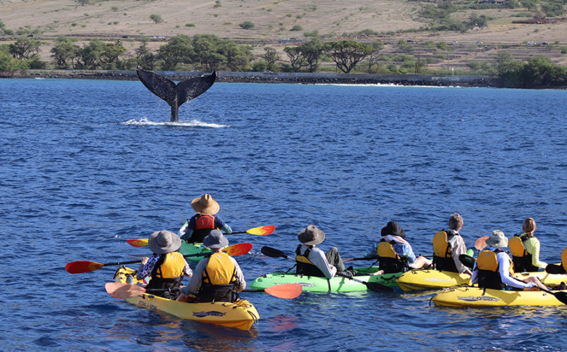 kayaking while whale watching
