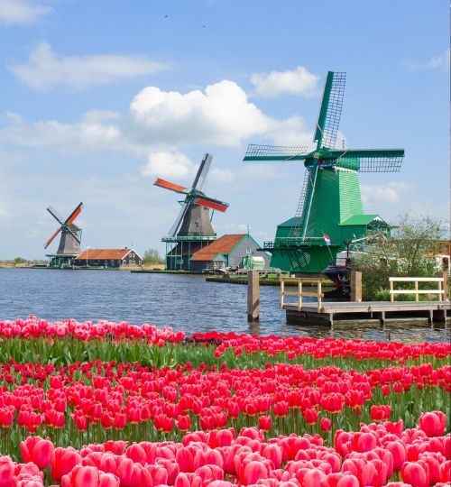 tulips and windmills in holland